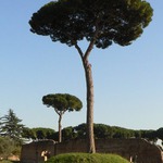 Family trees
