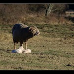 Máme přírustéééék