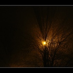  Arbor vitae (strom života)