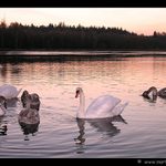 Západ na Labutím jezeře