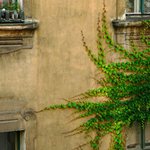 ...okná z mojho okna...