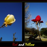 Red and Yellow