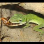 predátor si našel kořist :)