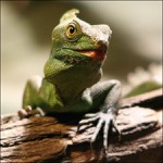 Bazilisek zeleny - ZOO Praha