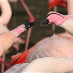 Plamenaci - ZOO Praha