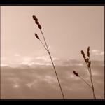 ***to ještě bylo léto***