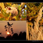 Vzpomínka na podzim