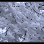 Mrzne az prasti a snih nikde