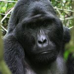 Mwirima - the silverback