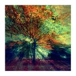 *** The swell season ***