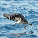 Racek a jeho úlovek