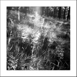 ... v lese svítá ...