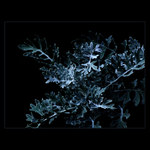 ***SAMETOVÁ MODŘ***