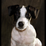 ***MILÁČEK JACK III.***