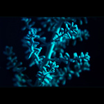 ***SAMETOVÉ PALIČKY***