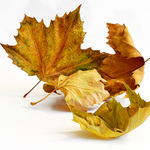 no co, listí přeci