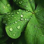 jarni rosa na ctyrlistku