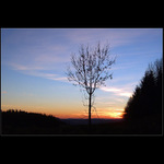 Západ na kraji lesa