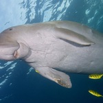 Dugong III