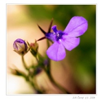 Jedna z fialových ...