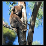 Koala - sedící, spící