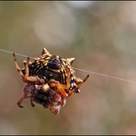Jewel spider