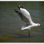 Já budu chodit po špičkách