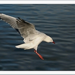 Racek před přistáním