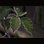 Prosincová zahradní