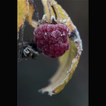 Prosincová zahradní II.