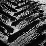 Stopování tlustokožce