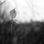 Vánoční větvička