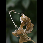 Jesenné momentky III