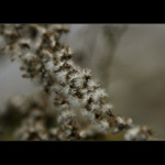 Jesenné momentky IV