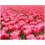 Růžová kam se podíváš