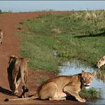 Masai Mara - Simba II.