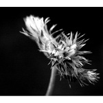 = Bosenská rostlinka =