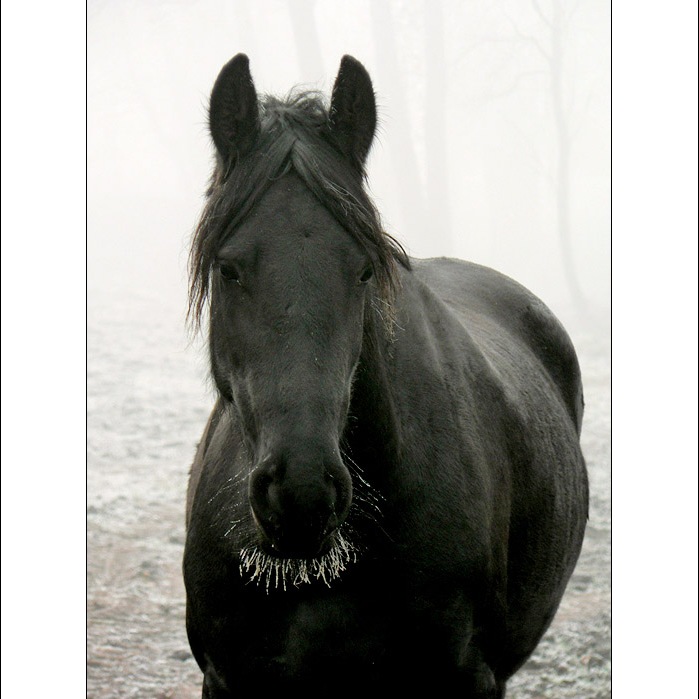 Jedno chladné ráno...