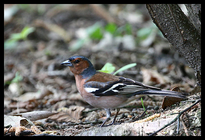 pěnkava obecná (Fringilla coelebs), samec