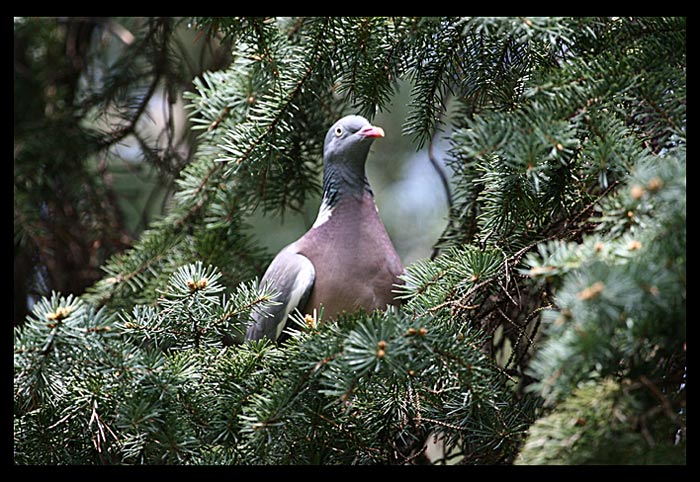 Holub hřivnáč(Columba palumbus)