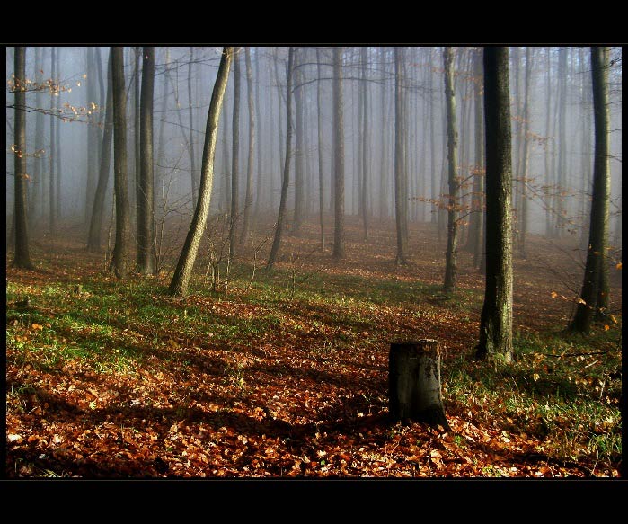 mlha stokrát jinak 006