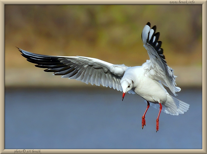 Racek přezimující na Vltavě