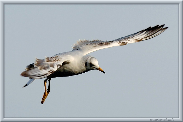 Létat je tak snadné :-)