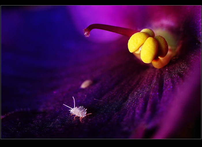 ..na fialce..