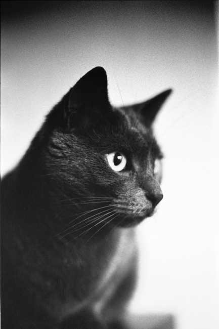 Bruní oko