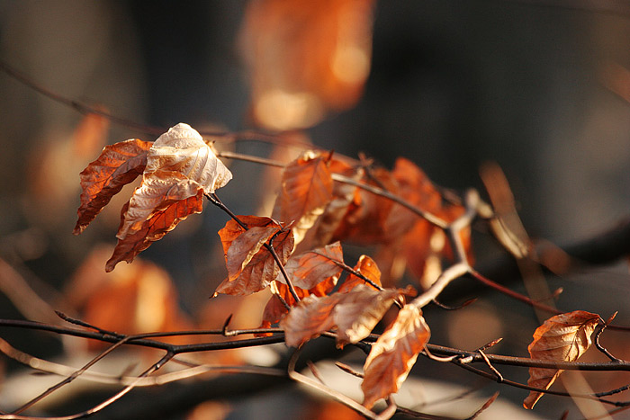 buk lesní • Fagus sylvatica
