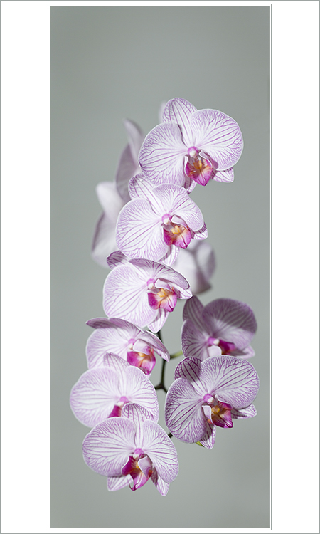 Orchidej