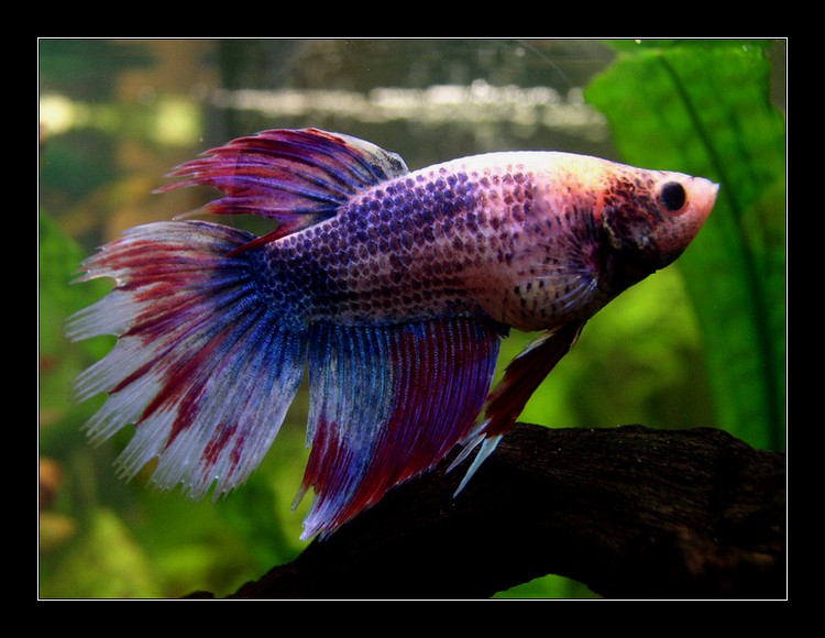Betta splendens - bojovnice pestrá