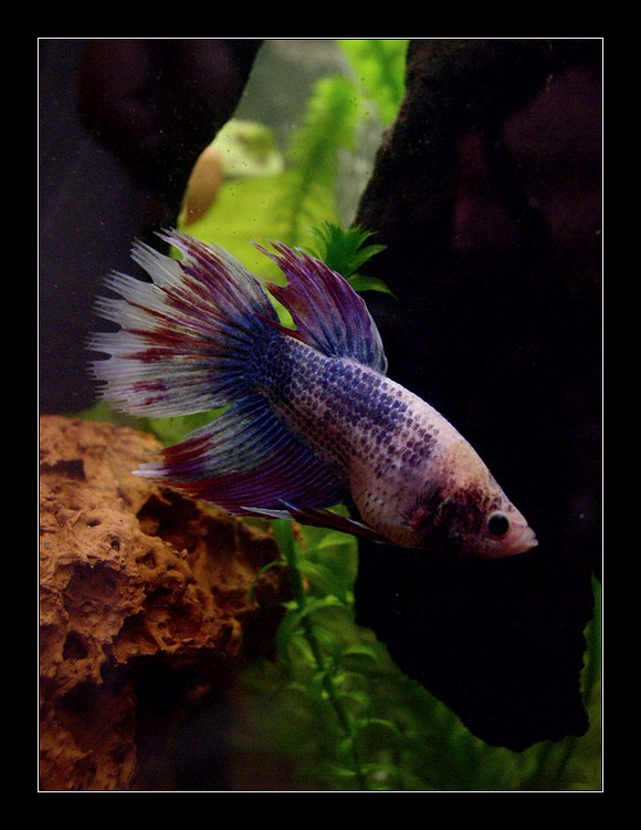 Betta splendens - bojovnice pestrá