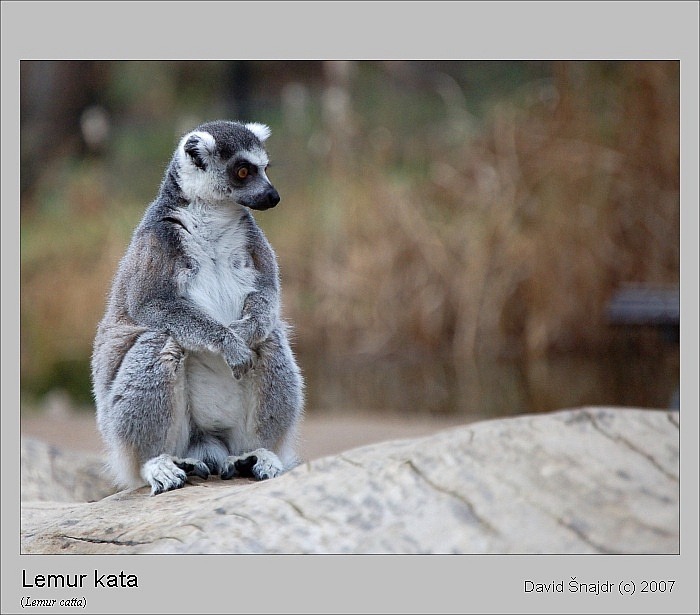 Lemur